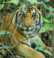 There’s something deep in the jungle