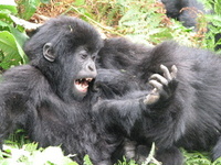 Great game – Great Apes