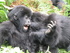 Great game – Great Apes 