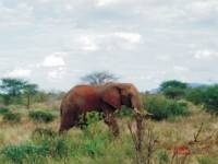 Kenya – The destination of choice 