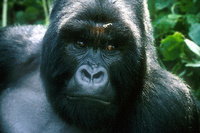 Great apes and golden monkeys