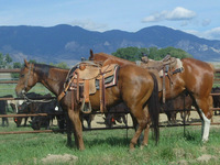 Families wanting to beat the credit crunch should head west, say Ranch Rider