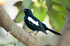 Pioneering luxury eco-retreat teams up with Nature Seychelles