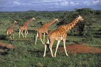 Big game viewing in Kenya accessible to the whole family