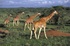 Big game viewing in Kenya accessible to the whole family 