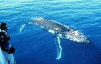 Fluke of nature – Holiday where the whales do