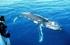Fluke of nature – Holiday where the whales do 