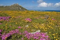 South Africa in bloom - Cape Flower Show  