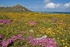 South Africa in bloom - Cape Flower Show  