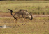 Experience Zambia’s wildebeest migration