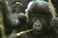A real life planet of the apes experience