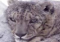 In search of the Snow Leopard