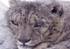 In search of the Snow Leopard 