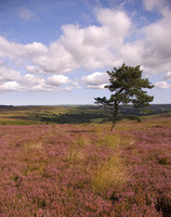 Natural Retreats flourish in the Yorkshire Dales 