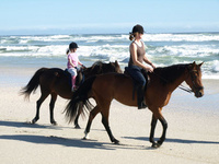 Whale watching from horseback in South Africa