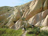 Equine companions in Turkey