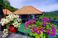 Borneo to be wild