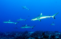 Manta Ray or Hammerhead? Choose your pelagic!
