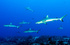Manta Ray or Hammerhead? Choose your pelagic! 