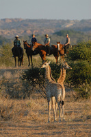 Tuli, madly, deeply – Horse riding in Botswana