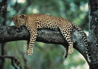 Safari with a difference