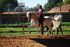 Autumnal Andalucia - Spanish riding holidays 