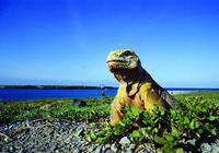 Discover Darwin
