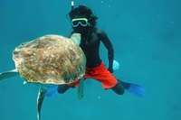 Swim with Barbados’ sea turtles