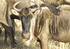 New Year African overlands