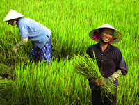 Footloose and fancy free in Vietnam