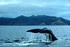 Whale watching in Dominica 