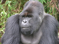 Gorillas not to be missed