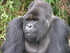 Gorillas not to be missed 