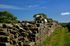 Its lambing time in Hadrian’s Wall Country 