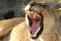 The lions are on the loose in South Africa