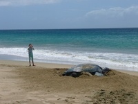 Turtle time on Tobago