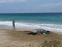 Turtle time on Tobago 