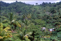 Discover Dominica