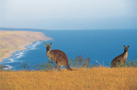 Discover Oz with Pure Luxury Holidays