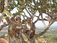 Monkeying around In Sri Lanka