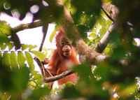 Volunteers go ‘among the apes’ with Frontier