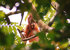 Volunteers go ‘among the apes’ with Frontier 