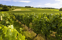 Experience Tuscany’s biggest wine festival
