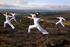 County Durham celebrates tranquillity 