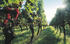 A pre-Christmas ramble in glorious Alsace