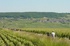  Wine ace to lead exclusive ‘Grape Escapes’ tour