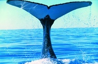 Luxury for less along Australia’s humpback highway