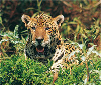 Jaguar sightings and luxury Galapagos cruising
