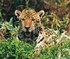 Jaguar sightings and luxury Galapagos cruising