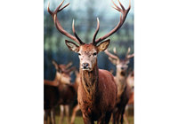  Up close and personal with Exmoor red deer   
